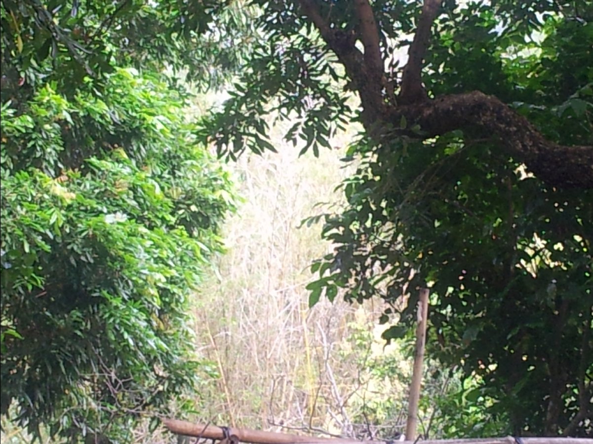 20120422Organic Farm12